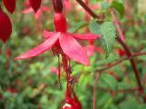 Fuchsia Ricartonii